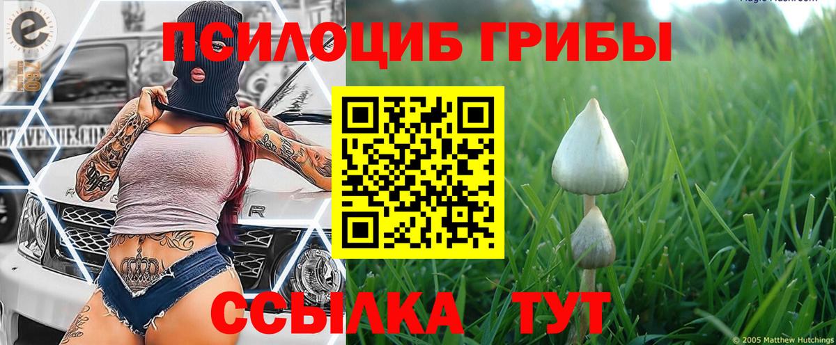 Псилоцибиновые грибы Psilocybine cubensis Обь